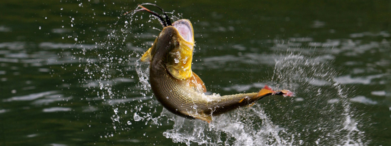 Bass Fishing 4