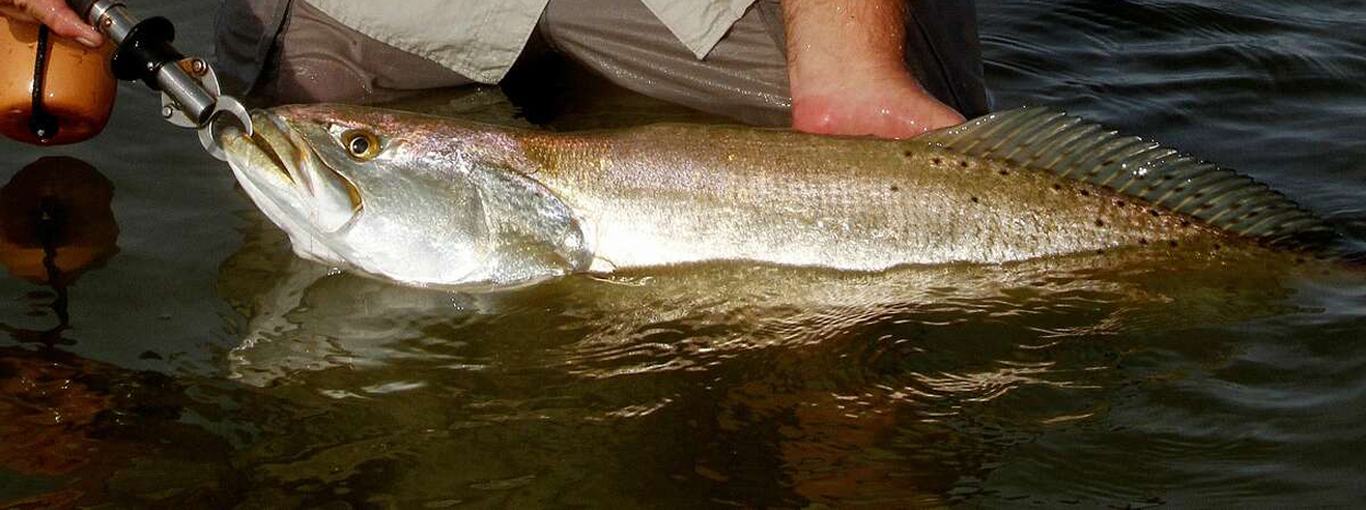 Trout400